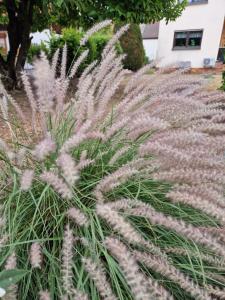 Afrikanisches Lampenputzergras (Cenchrus setaceus) Raum Kasendorf, Oberfranken