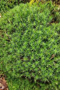Pfriemenblättriger Wegerich (Plantago subulata) in Seubersdorf