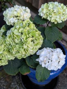 Garten-Hortensie (Hydrangea macrophylla) in Weidach