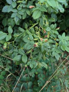 Hunds-Rose (Rosa canina) in Weidach