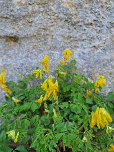 Gelbe Lerchensporn Raum Kasendorf