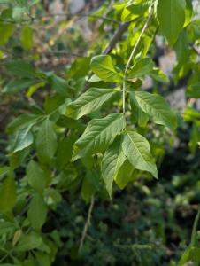 Pfaffenhütchen (Euonymus europaeus) in Weidach