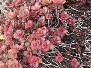 Kaukasus-Asienfetthenne (Sedum spurium) Raum Kasendorf, Oberfranken