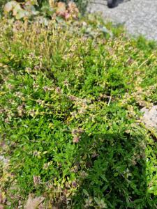 Sand-Thymian (Thymus serpyllum) in Seubersdorf