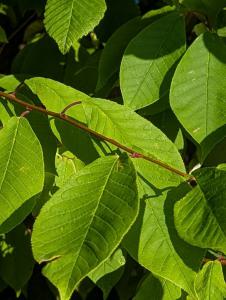 Gewöhnliche Trauben-Kirsche (Prunus padus) in Weidach