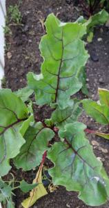 Rübe (Beta vulgaris) in Seubersdorf