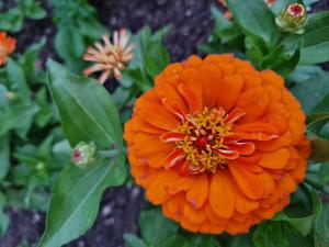 Garten-Zinnie (Zinnia elegans) in Seubersdorf
