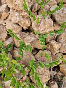 Süßer Tragant (Astragalus glycyphyllos) in Seubersdorf