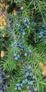 Gewöhnlicher Wacholder Raum Kasendorf