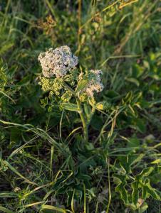 Gemeiner Bärenklau (Heracleum sphondylium) in Weidach