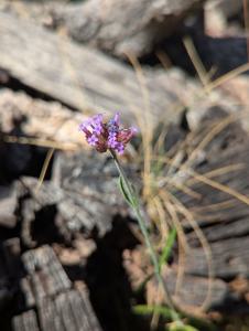 Argentinische Verbene (Verbena bonariensis) in Weidach