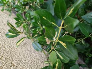 Japanischer Spindelstrauch (Euonymus japonicus) in Seubersdorf