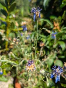 Kornblume (Centaurea cyanus) in Weidach