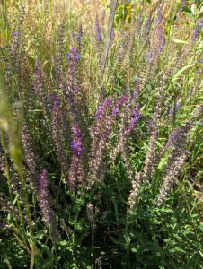 Hain-Salbei (Salvia nemorosa) in Weidach