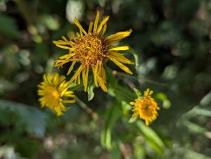 Wiesen-Alant (Inula salicina) in Weidach