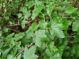 Alpen-Johannisbeere (Ribes alpinum) in Seubersdorf