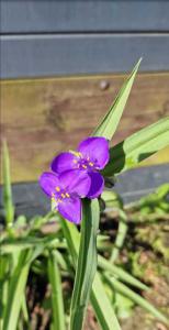Virginische Dreimasterblume (Tradescantia virginiana) Raum Kasendorf, Oberfranken