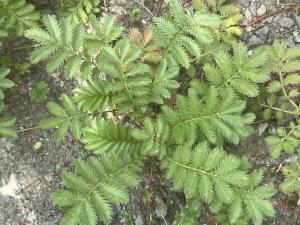 Gänsefingerkraut (Potentilla anserina) in Döllnitz