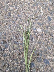 Taube Trespe (Bromus sterilis) in Seubersdorf