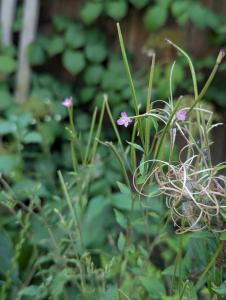 Berg-Weidenröschen (Epilobium montanum) in Weidach