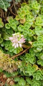 Kaukasus-Asienfetthenne (Sedum spurium) Raum Kasendorf, Oberfranken