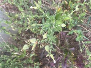 Breitblättrige Lichtnelke (Silene latifolia) in Döllnitz