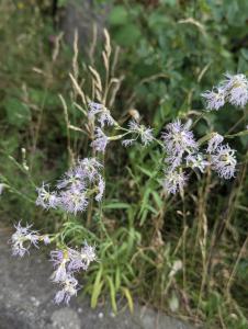 Prachtnelke (Dianthus superbus) in Coburg Lauterer Höhe