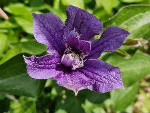 Waldrebe Raum Kasendorf