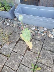 Schlafmohn Raum Kasendorf