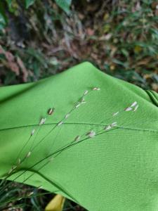 Einblütiges Perlgras (Melica uniflora) in Seubersdorf