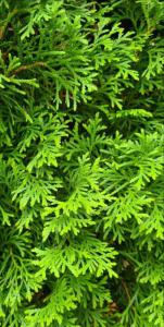 Abendländischer Lebensbaum (Thuja occidentalis) Raum Kasendorf, Oberfranken