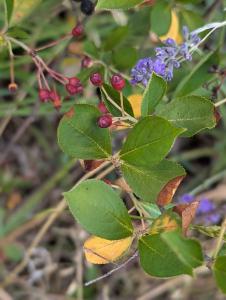 Apfelbeere (Aronia) in Weidach