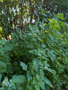 Weißer Gänsefuß (Chenopodium album) in Weidach