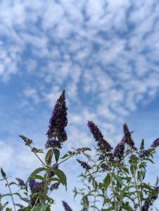 Fliederspeer (Syringa vulgaris) in Weidach