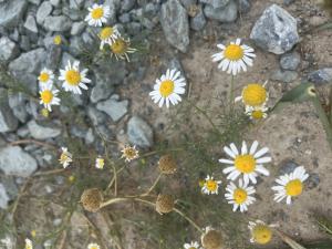 Echte Kamille (Matricaria chamomilla) Raum Kasendorf, Oberfranken