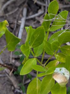 Diptam (Dictamnus albus) in Weidach