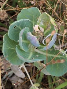 Rosenkohl (Brassica oleracea var. gemmifera) in Weidach