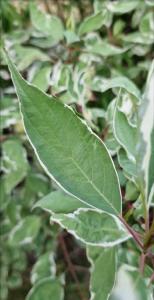 Tatarischer Hartriegel Raum Kasendorf