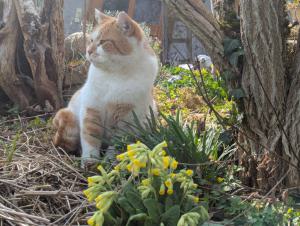 Echte Schlüsselblume Raum Kasendorf