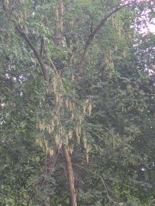 Gewöhnlicher Goldregen (Laburnum anagyroides) in Weidach Callenberger Forst