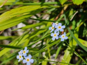 Sumpf-Vergissmeinnicht (Myosotis scorpioides) Raum Kasendorf, Oberfranken