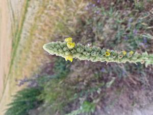 Kleinblütige Königskerze (Verbascum thapsus) in Seubersdorf