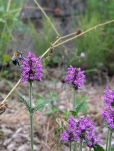 Heil-Ziest (Stachys officinalis) in Weidach