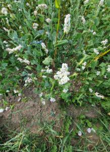 Echter Buchweizen (Fagopyrum esculentum) in Seubersdorf