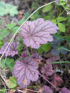 Blut-Purpurglöckchen (Heuchera sanguinea) in Weidach