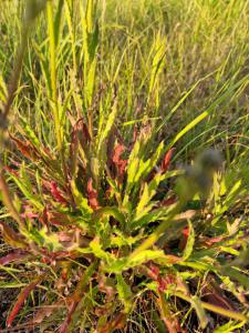 Gewöhnliches Bitterkraut (Cardamine hirsuta) in Seubersdorf