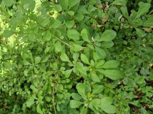 Thunberg-Berberitze (Berberis thunbergii) Raum Kasendorf, Oberfranken
