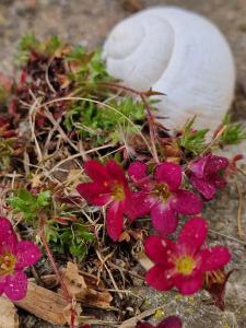 Polster-Steinbrech Raum Kasendorf