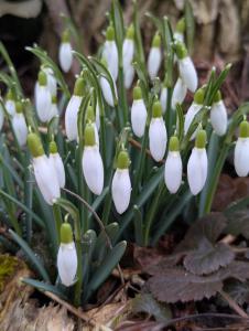 Kleines Schneeglöckchen (Galanthus nivalis) Raum Kasendorf, Oberfranken