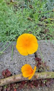 Kalifornische Mohn Raum Kasendorf